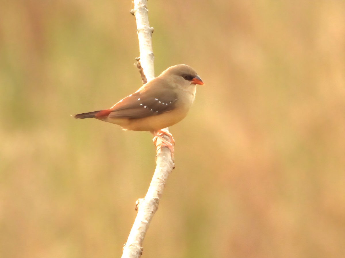 Red Avadavat - ML644799180