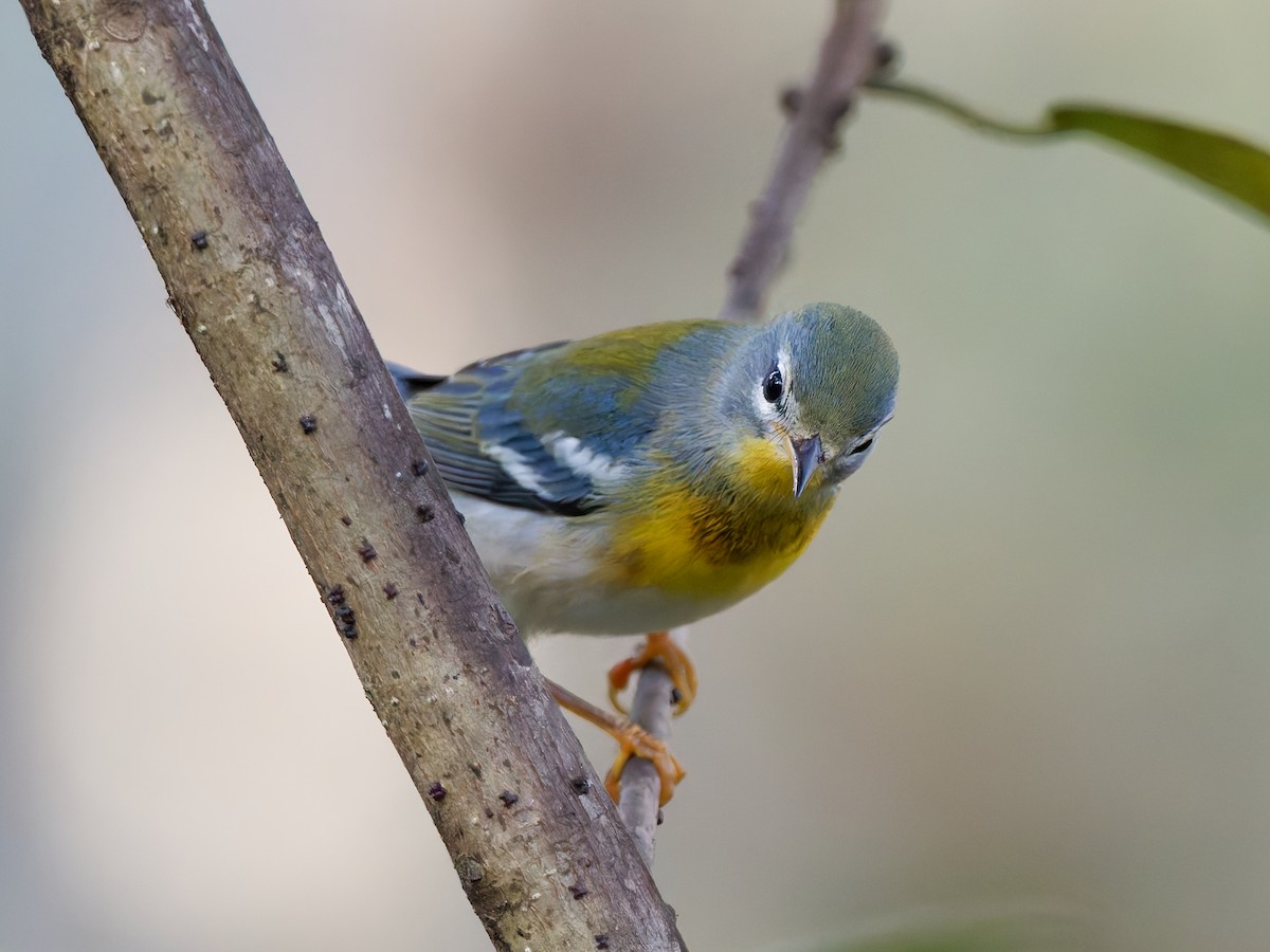 Northern Parula - ML644799181