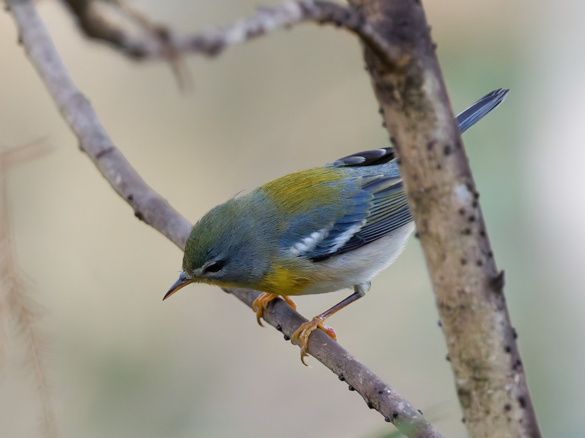 Northern Parula - ML644799182