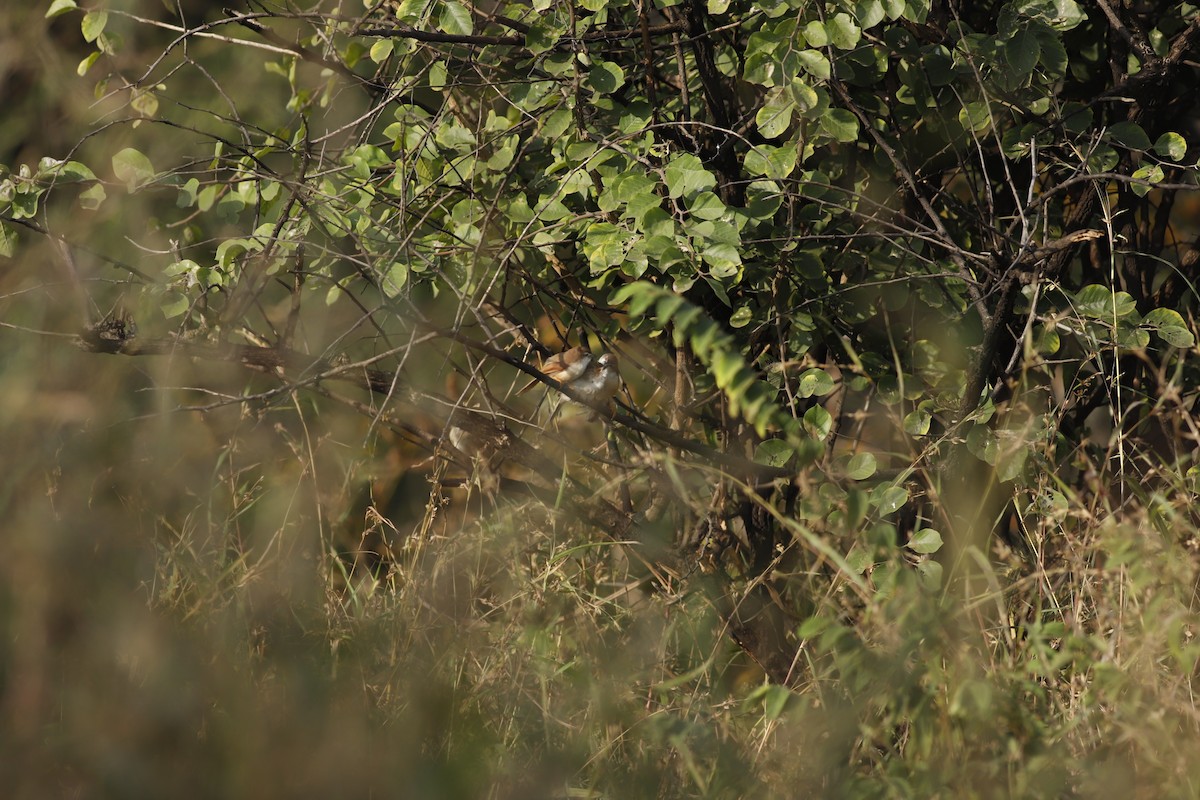 Timalí Ojigualdo - ML644799184