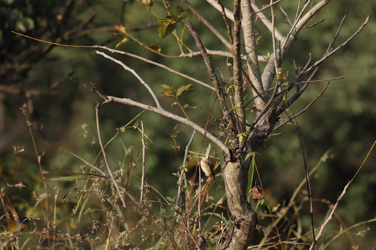 Timalí Ojigualdo - ML644799185
