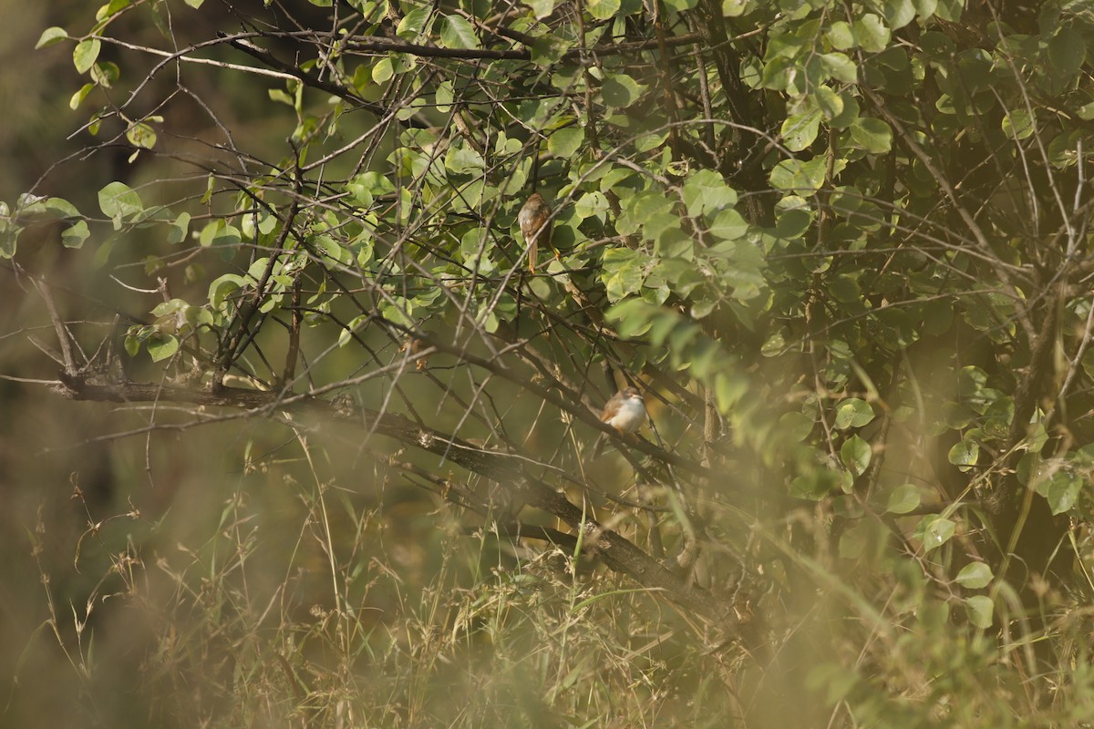 Timalí Ojigualdo - ML644799186