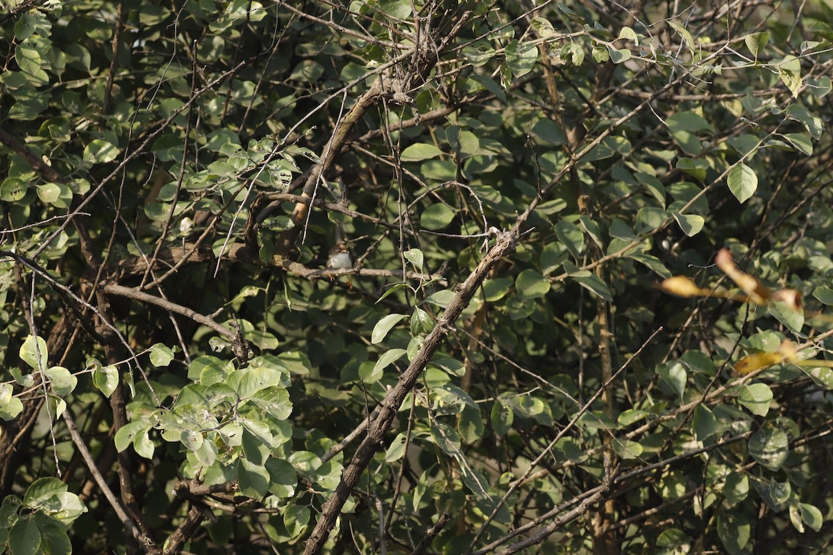 Timalí Ojigualdo - ML644799187