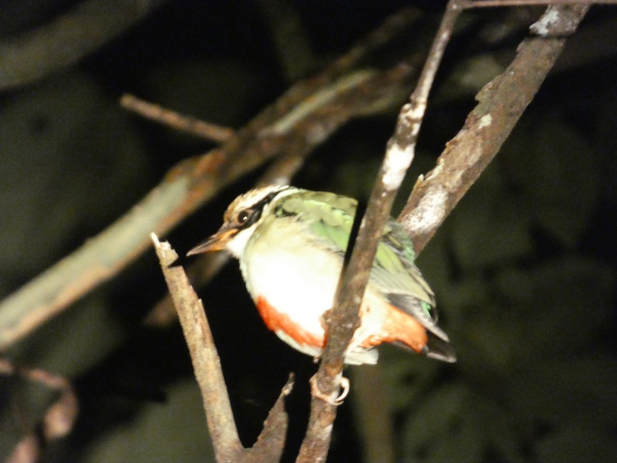 Fairy Pitta - ML644799202