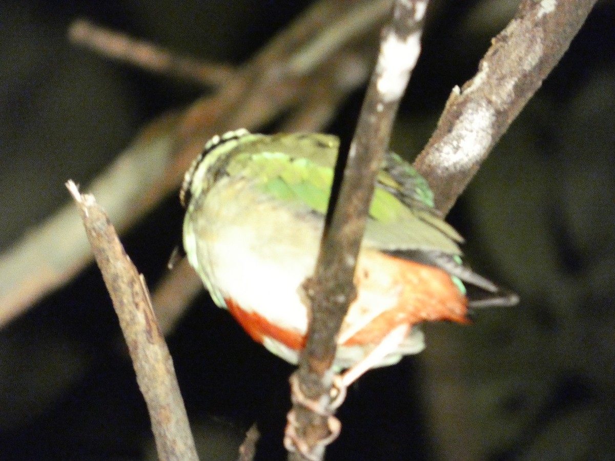 Fairy Pitta - ML644799203