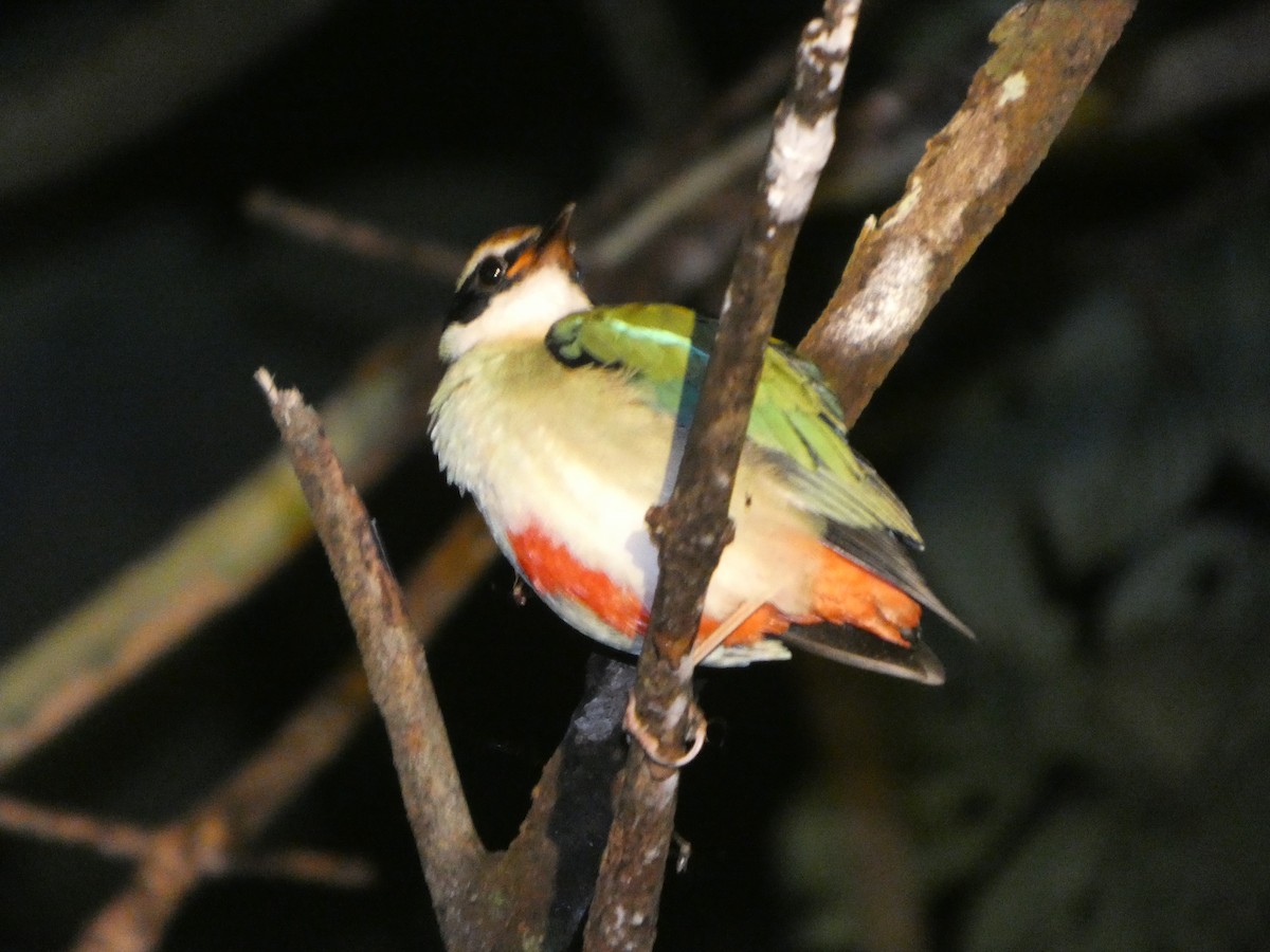 Fairy Pitta - ML644799204