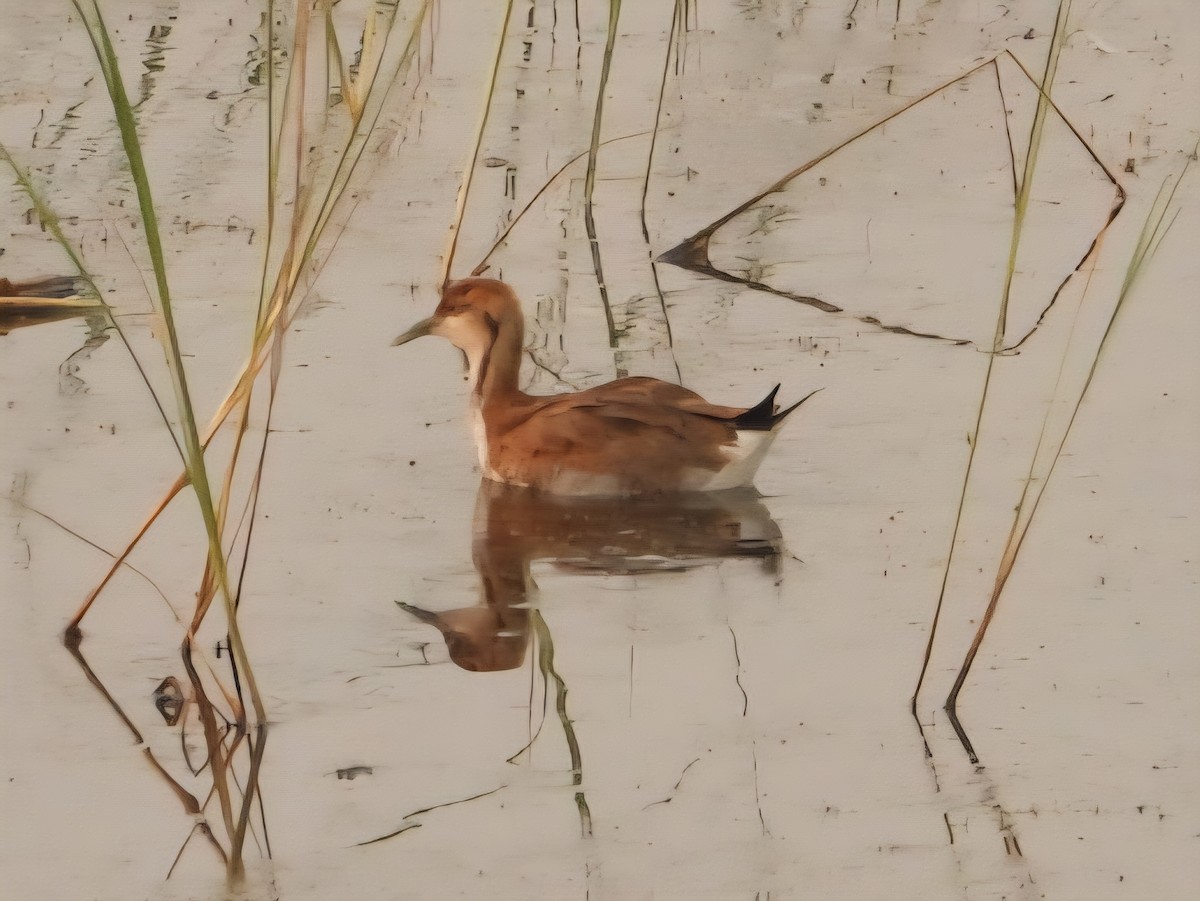 Pheasant-tailed Jacana - ML644799213