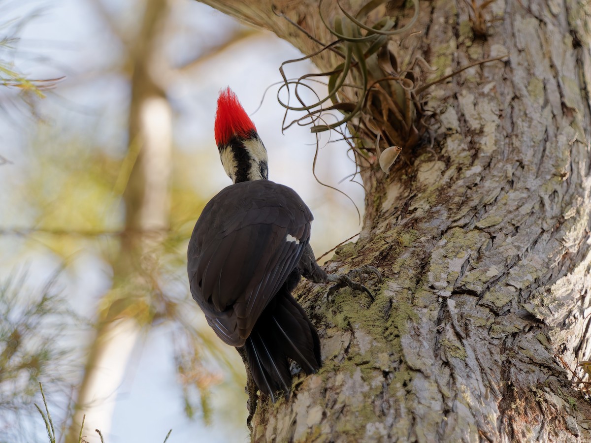 Жовна північна - ML644799215