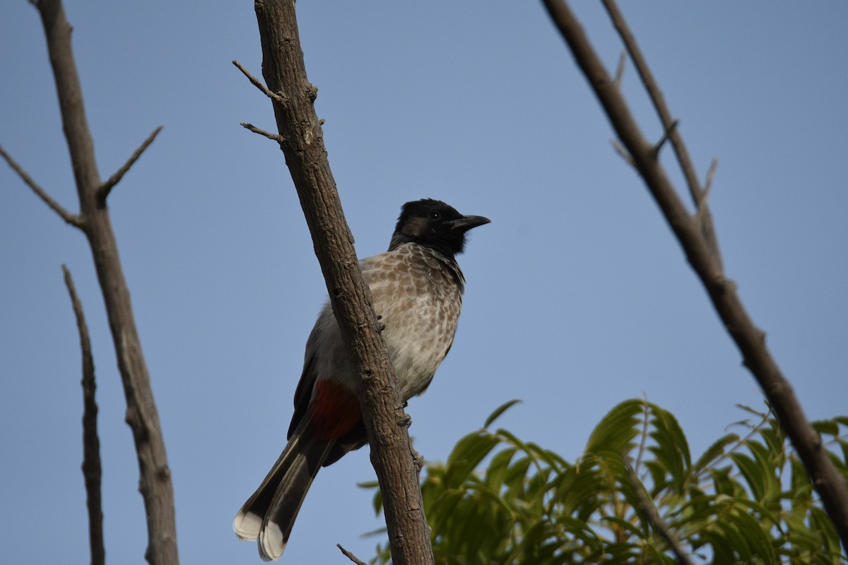 Red-vented Bulbul - ML644799216