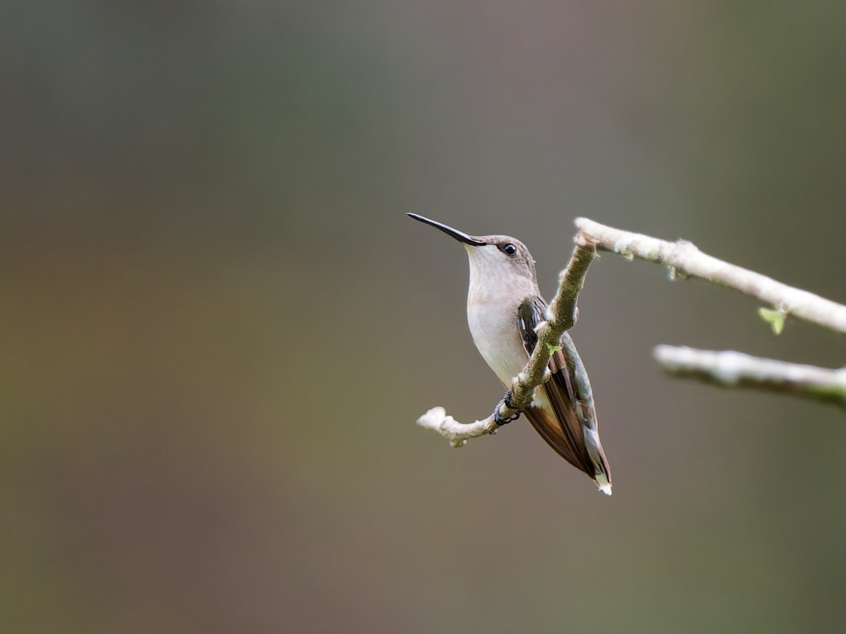 Ruby-throated Hummingbird - ML644799218