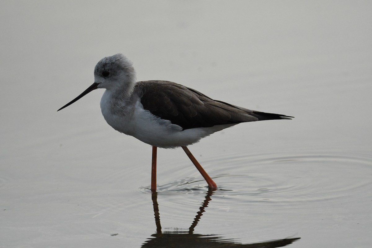 Black-winged Stilt - ML644799221