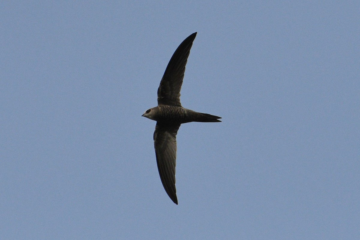 Pallid Swift - ML644799229