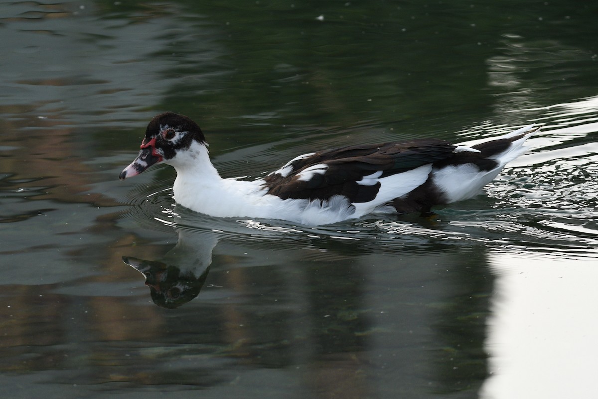 Muscovy Duck - ML644799230