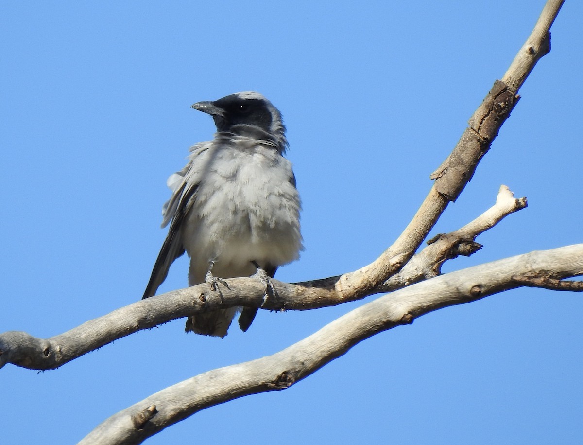 Black-faced Cuckooshrike - ML644799232