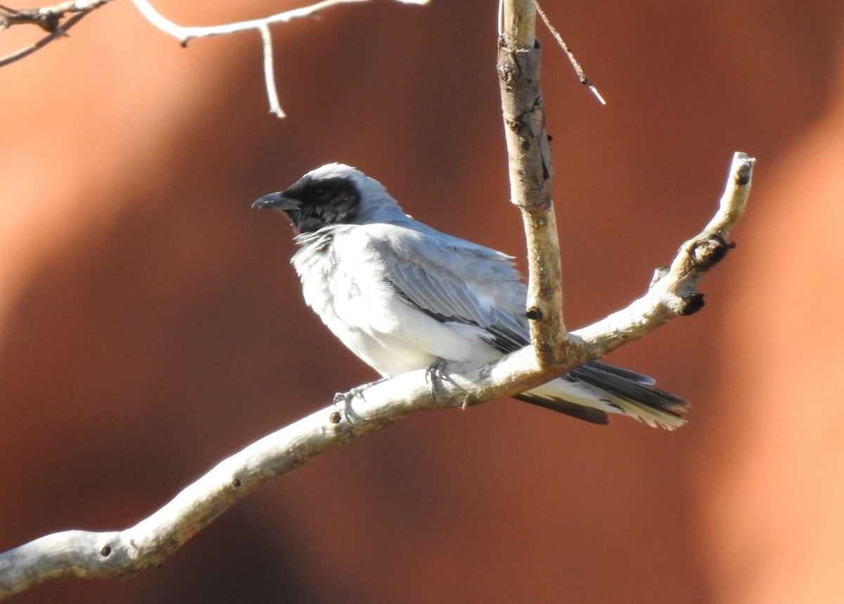 Black-faced Cuckooshrike - ML644799233