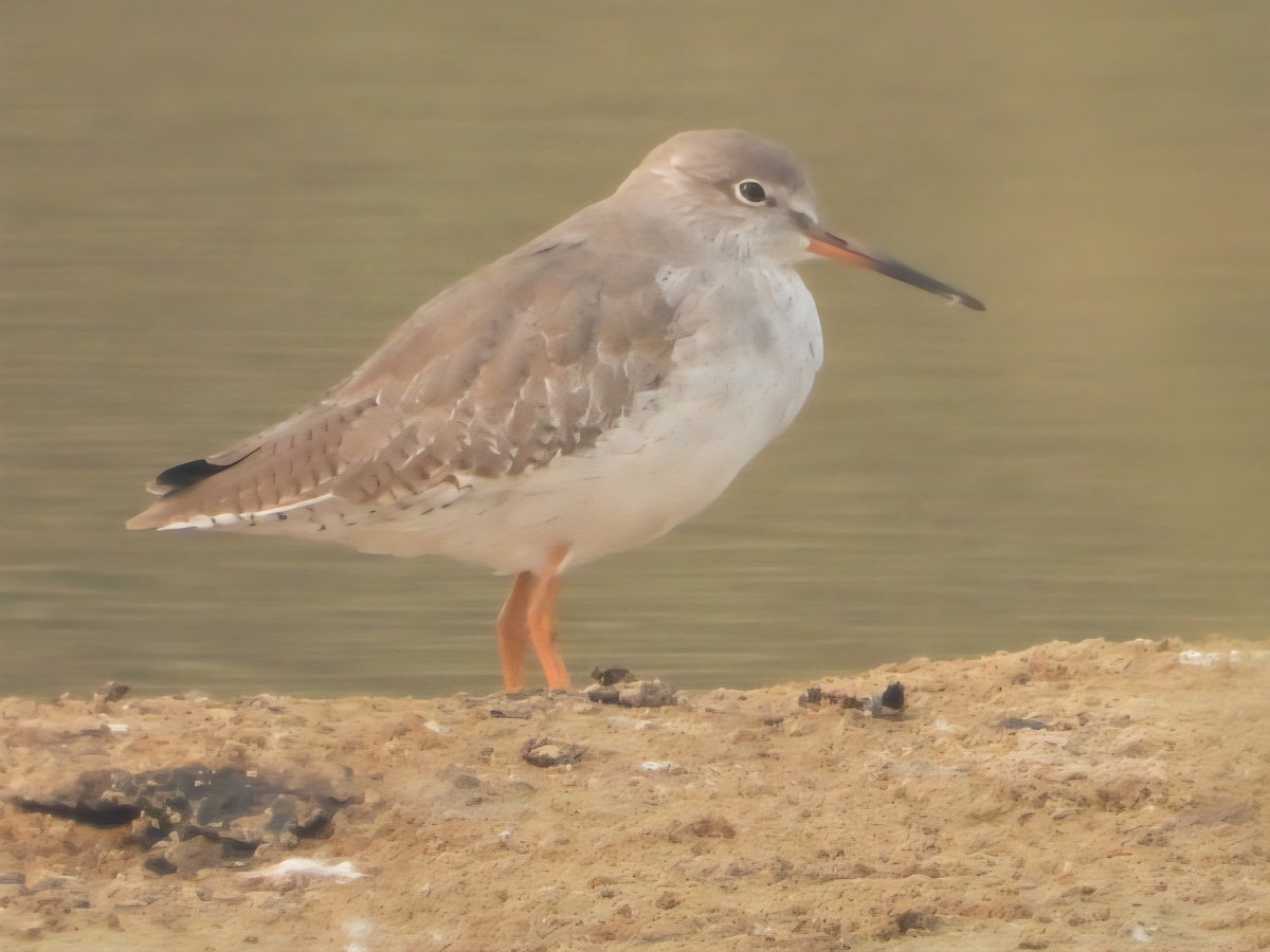 Common Redshank - ML644799237