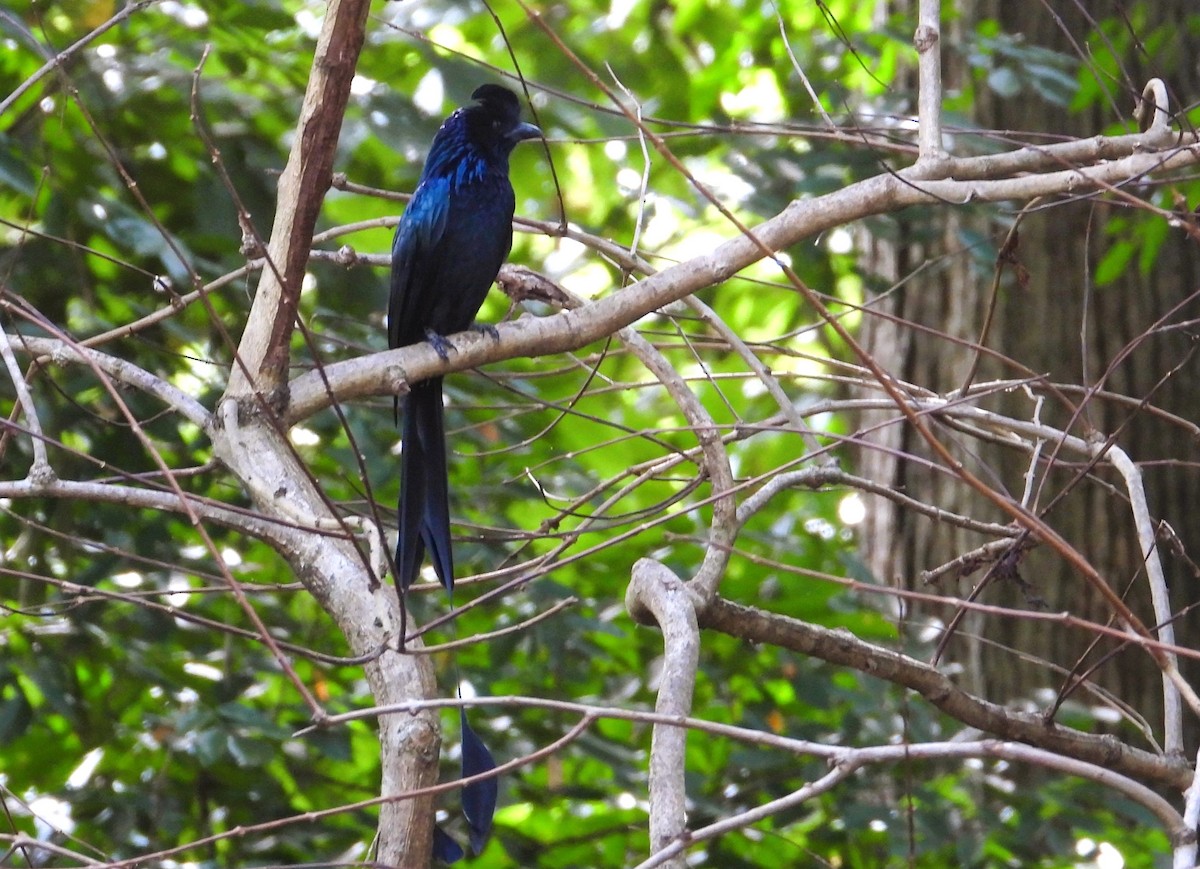 Greater Racket-tailed Drongo - ML644799244