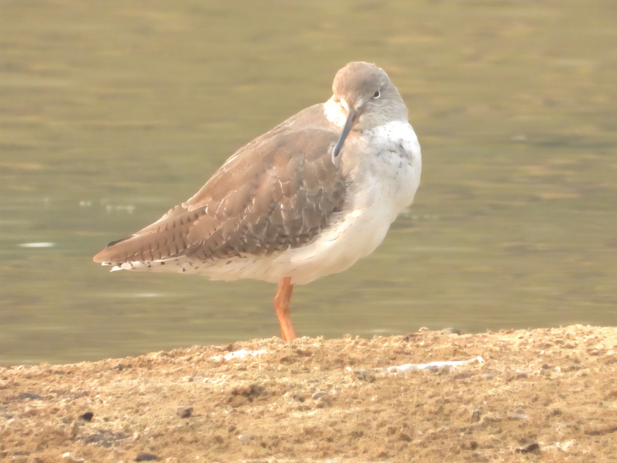 Common Redshank - ML644799257