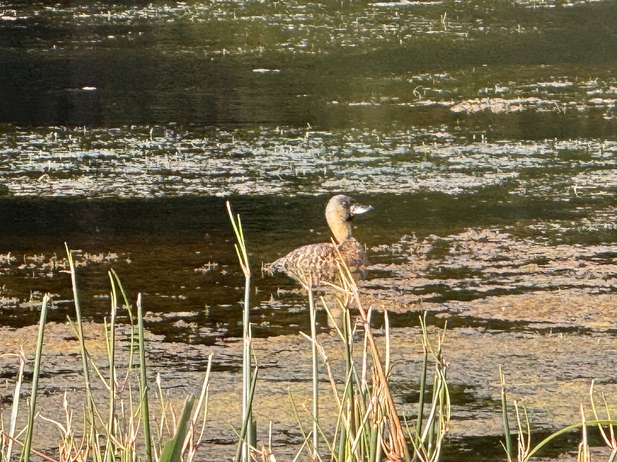 White-backed Duck - ML644799284