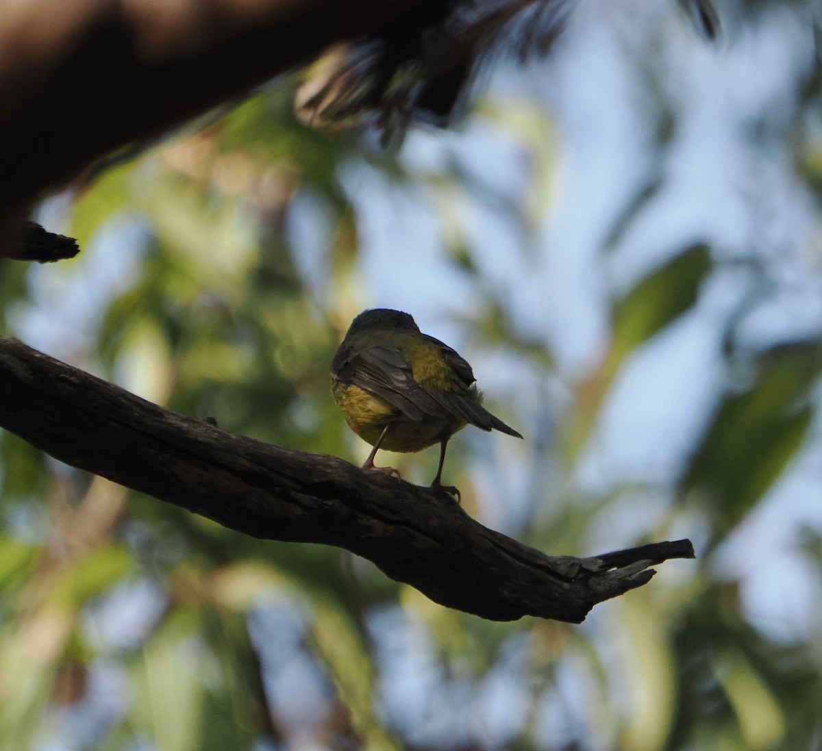 gulbrystflueskvett - ML644799330