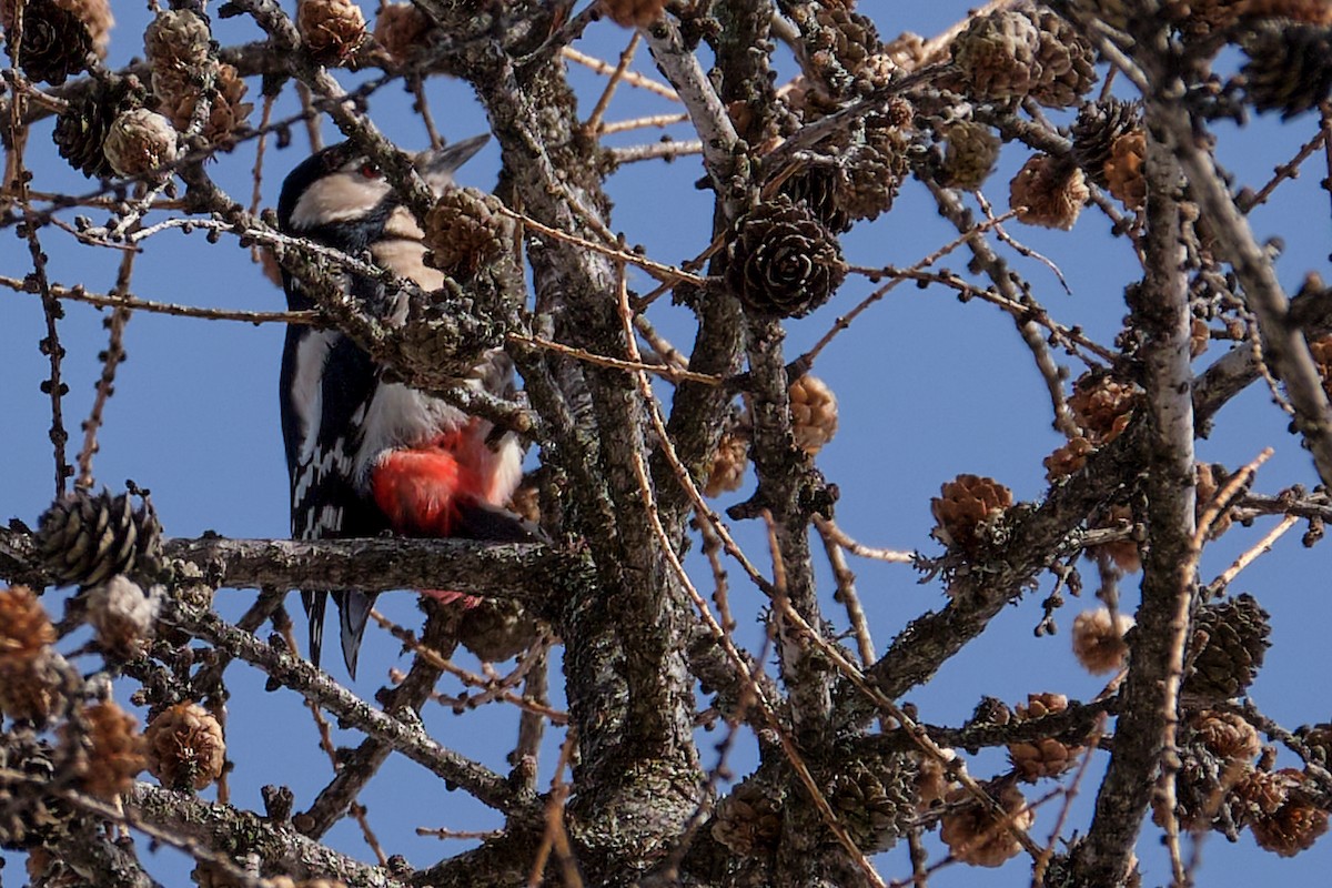 Great Spotted Woodpecker (Great Spotted) - ML644799337