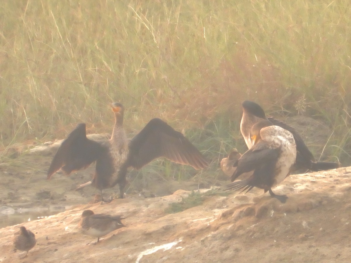 Great Cormorant - ML644799343