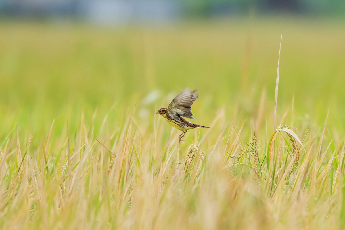 גיבתון צווארון - ML644799349