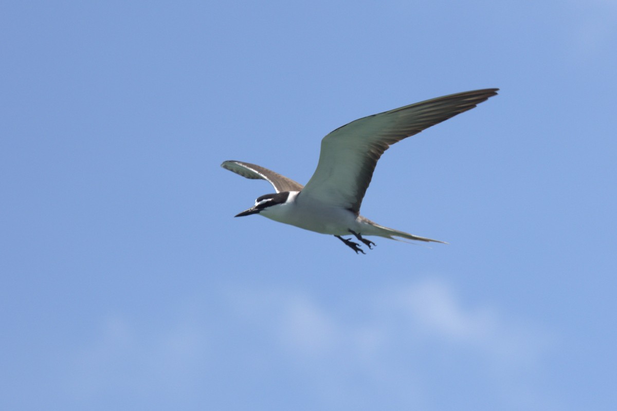 白眉燕鷗 - ML644799358