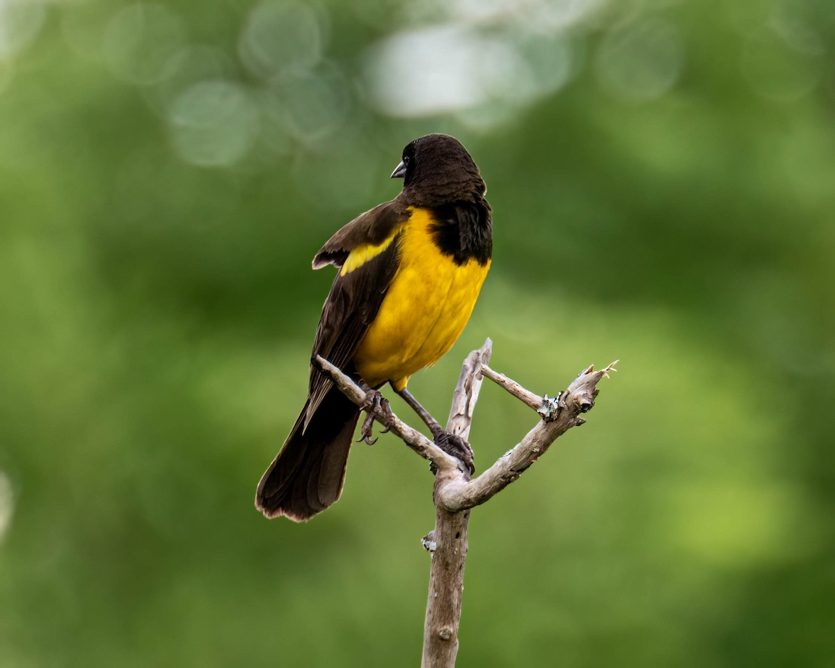 Мочарець жовтогузий - ML644799375