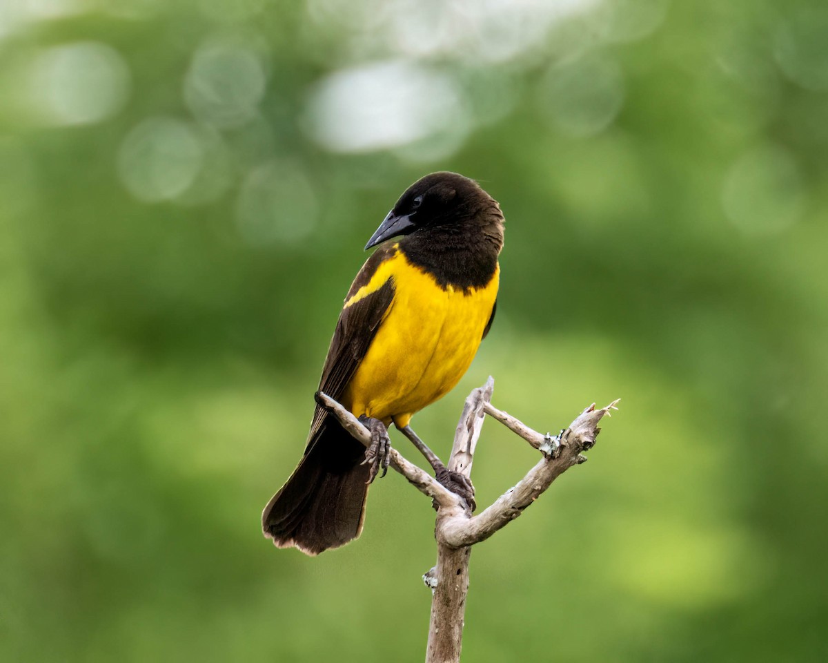 Мочарець жовтогузий - ML644799376