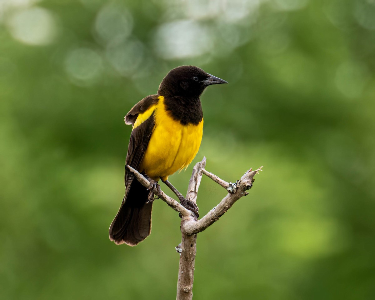 Мочарець жовтогузий - ML644799377