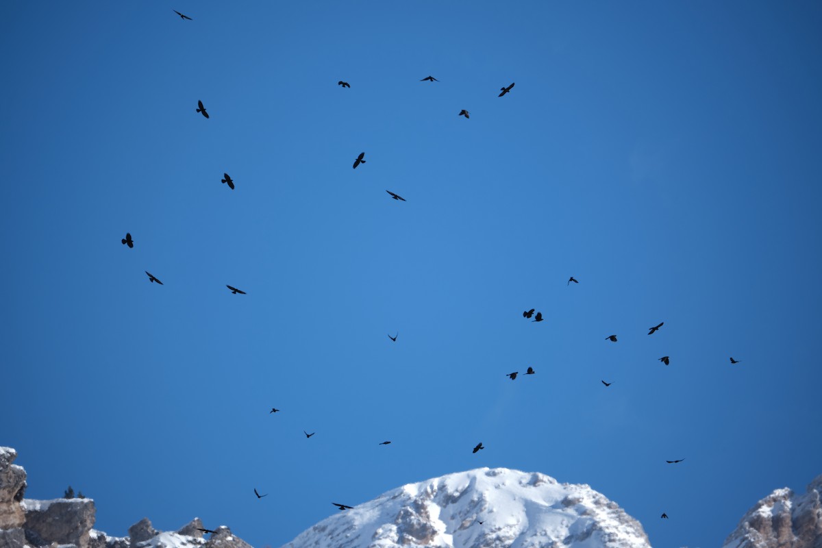 Yellow-billed Chough - ML644799381