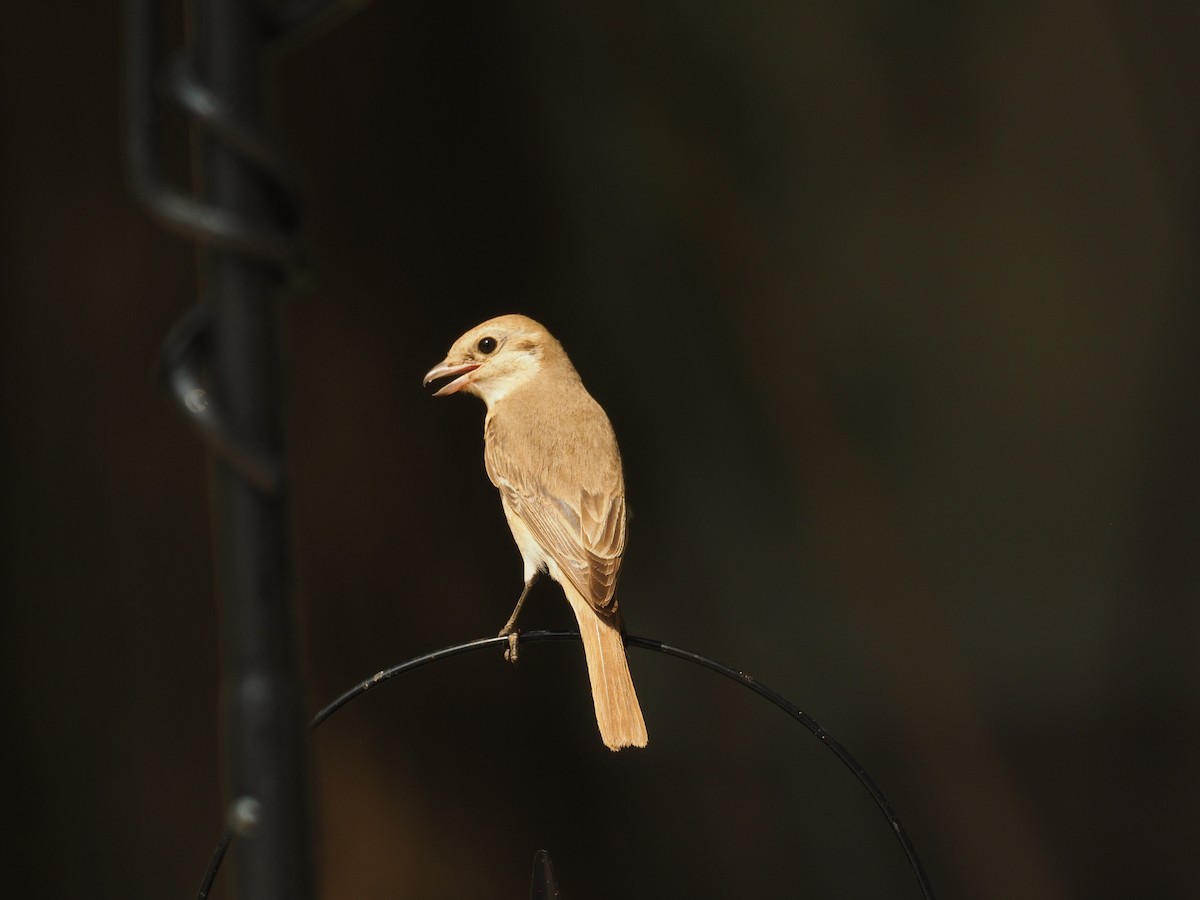 Isabellwürger - ML644799391