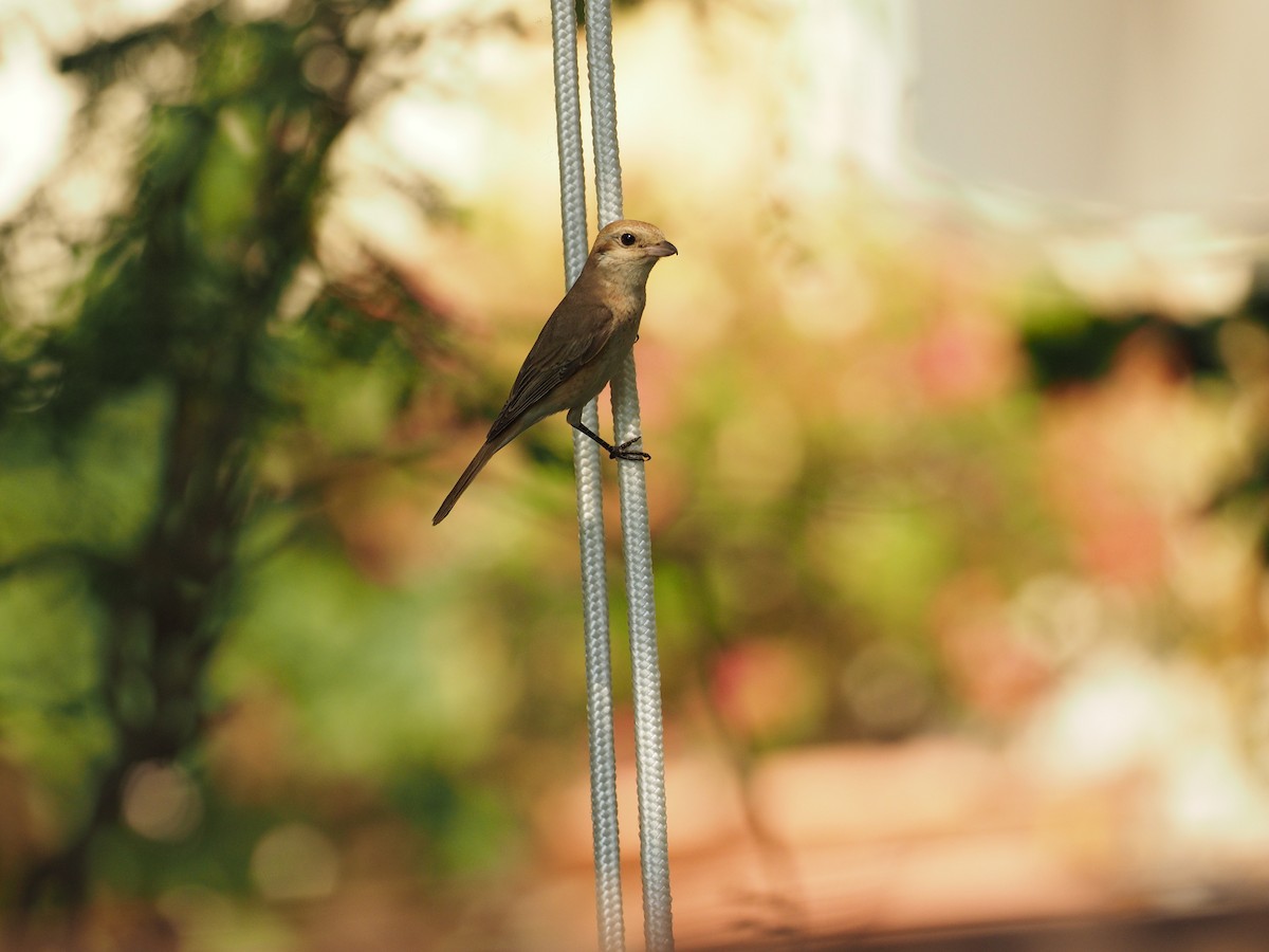 Isabellwürger - ML644799392