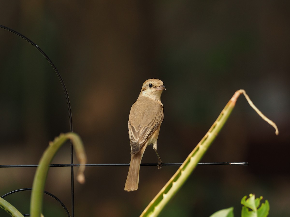 Isabellwürger - ML644799394