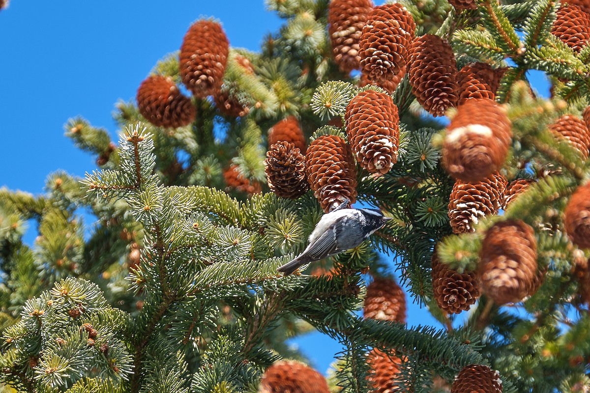 煤山雀 - ML644799410