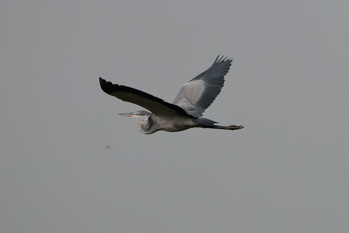 Héron mélanocéphale - ML644799416