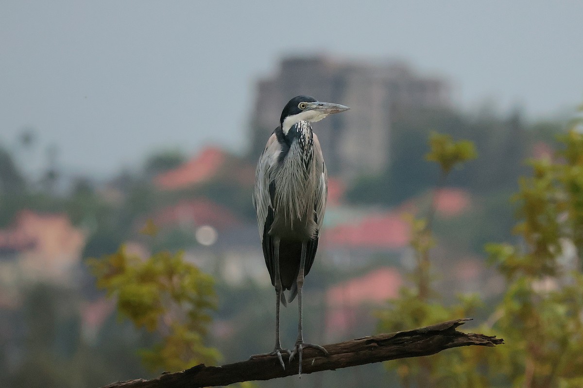 Héron mélanocéphale - ML644799417