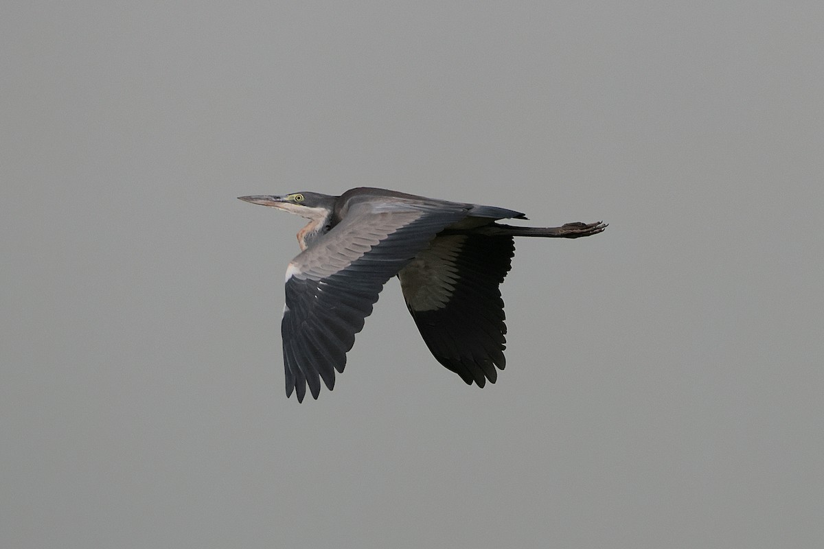 Héron mélanocéphale - ML644799418