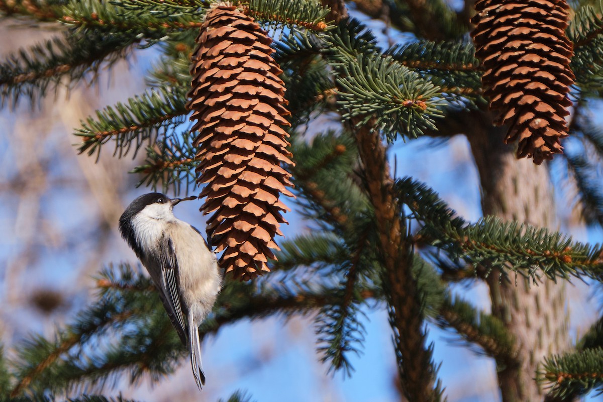 Willow Tit - ML644799442