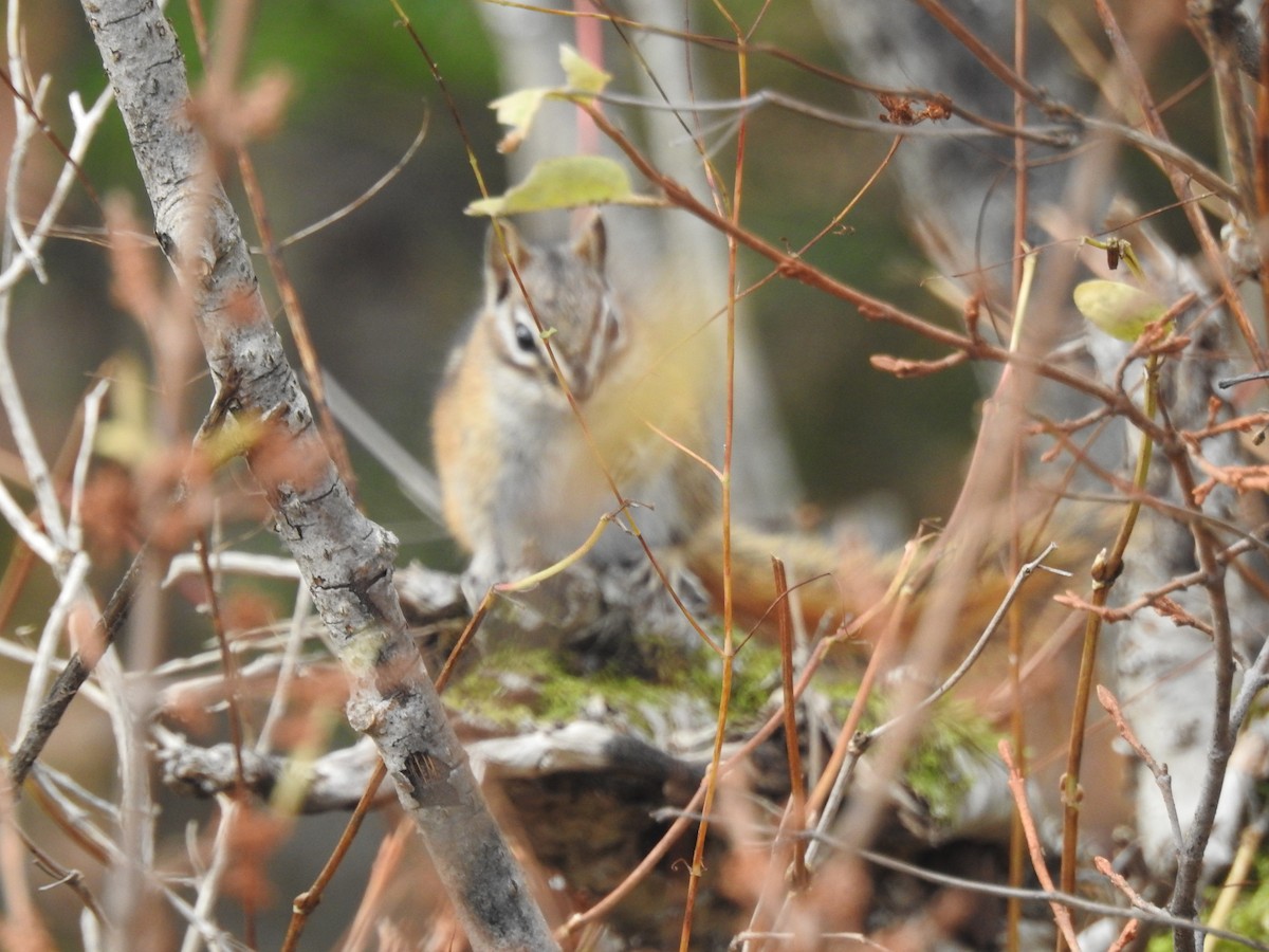 Animals - ML644799443