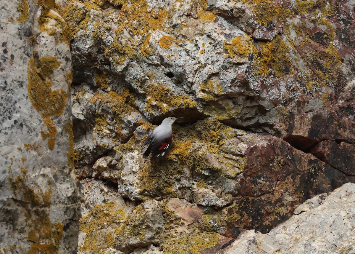 Wallcreeper - ML644799447