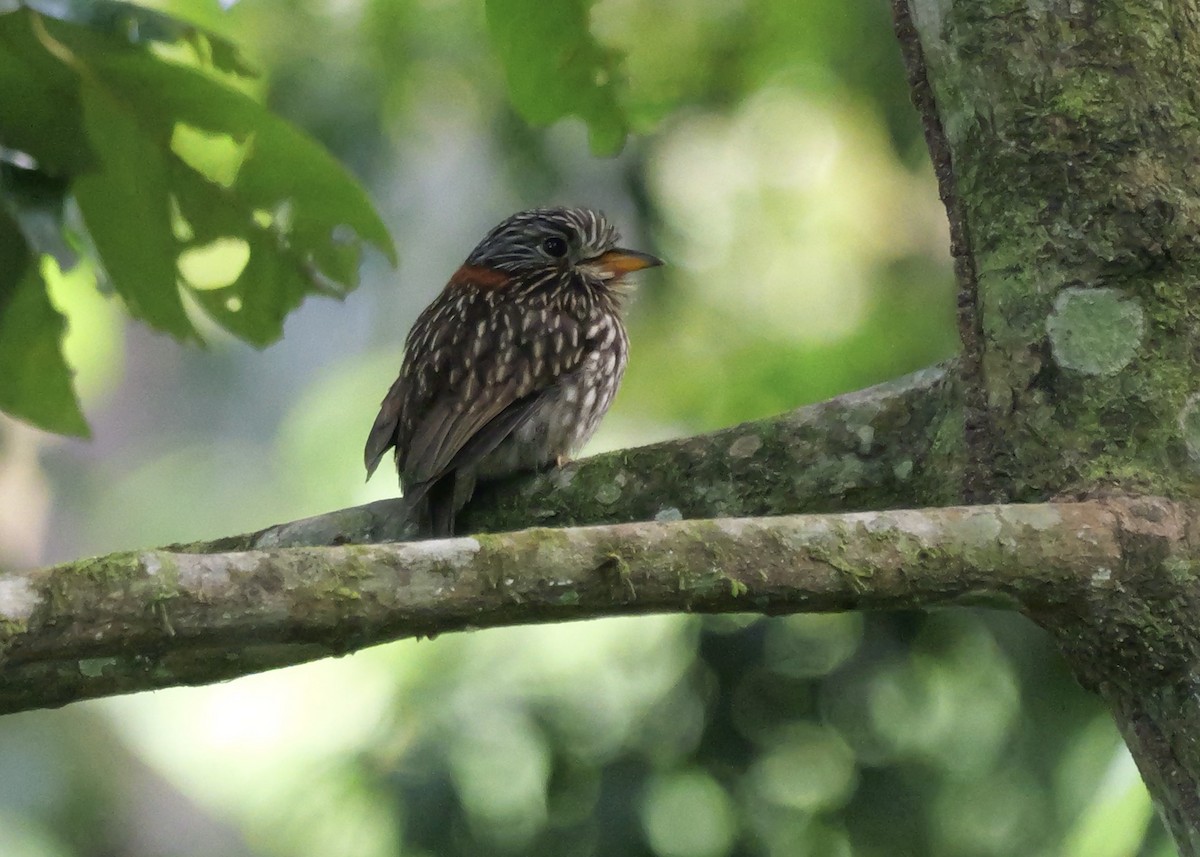 lenivka límcová - ML644799451