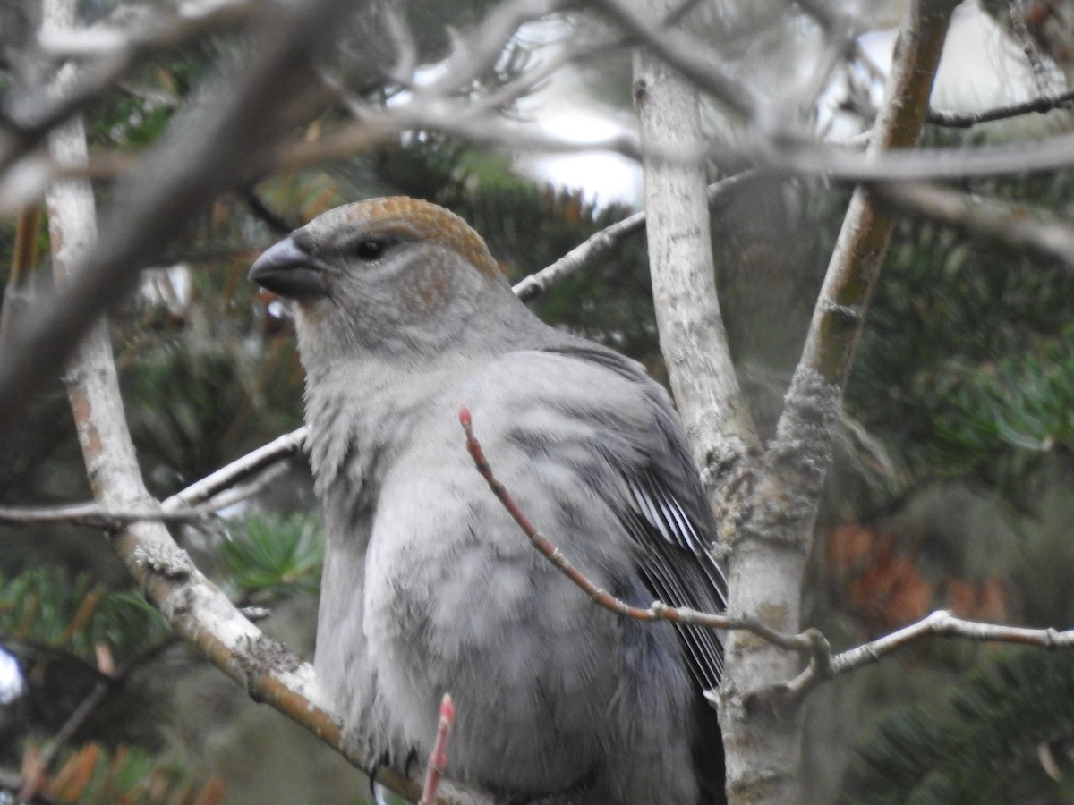 Pine Grosbeak - ML644799452