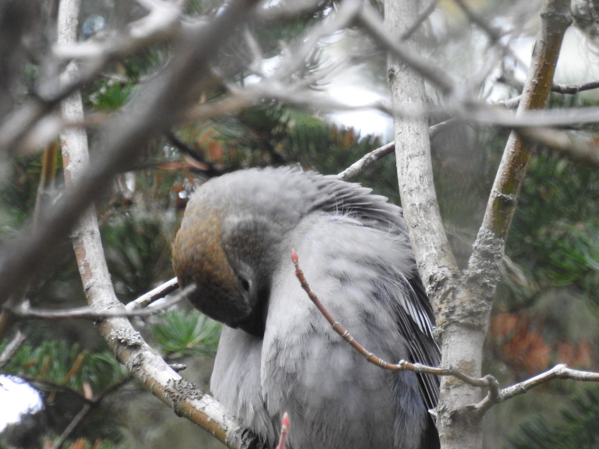 Pine Grosbeak - ML644799454