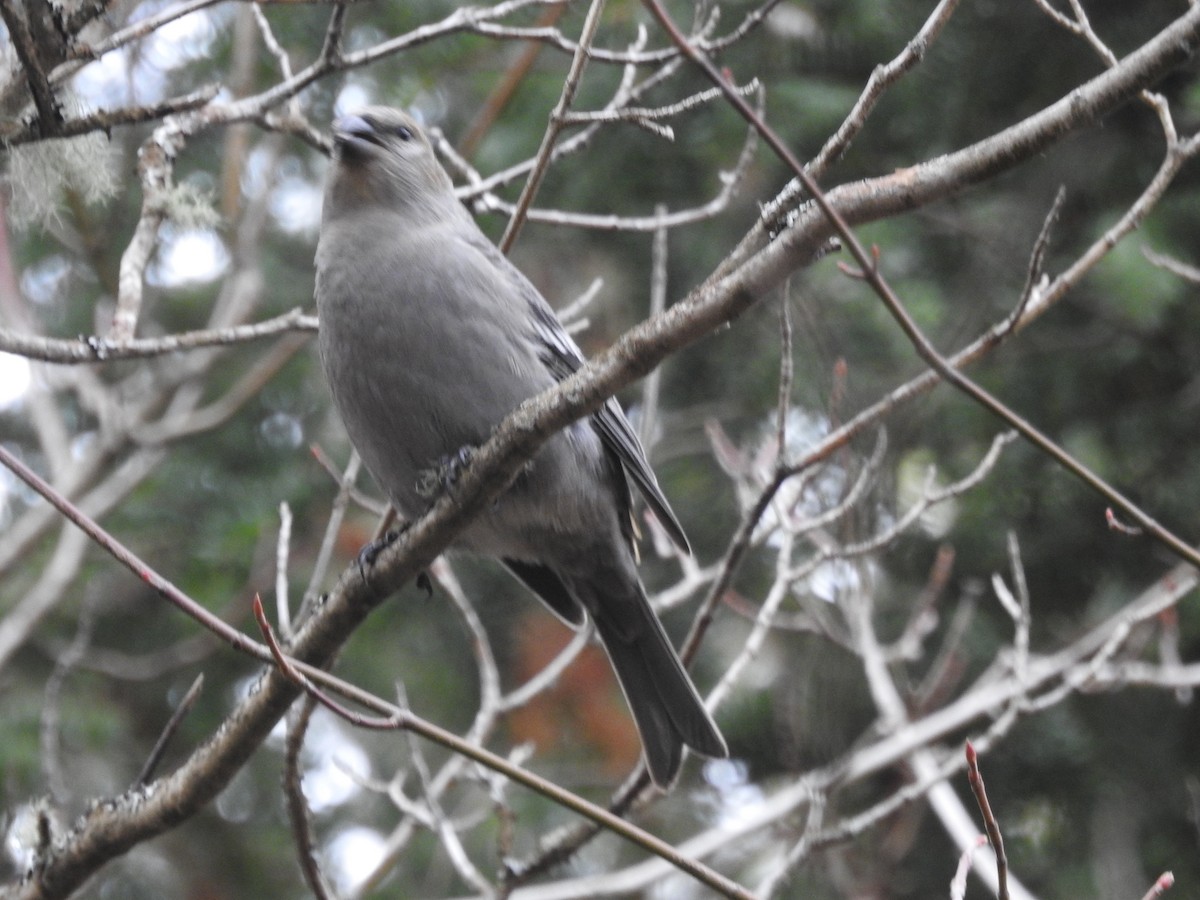 Pine Grosbeak - ML644799457