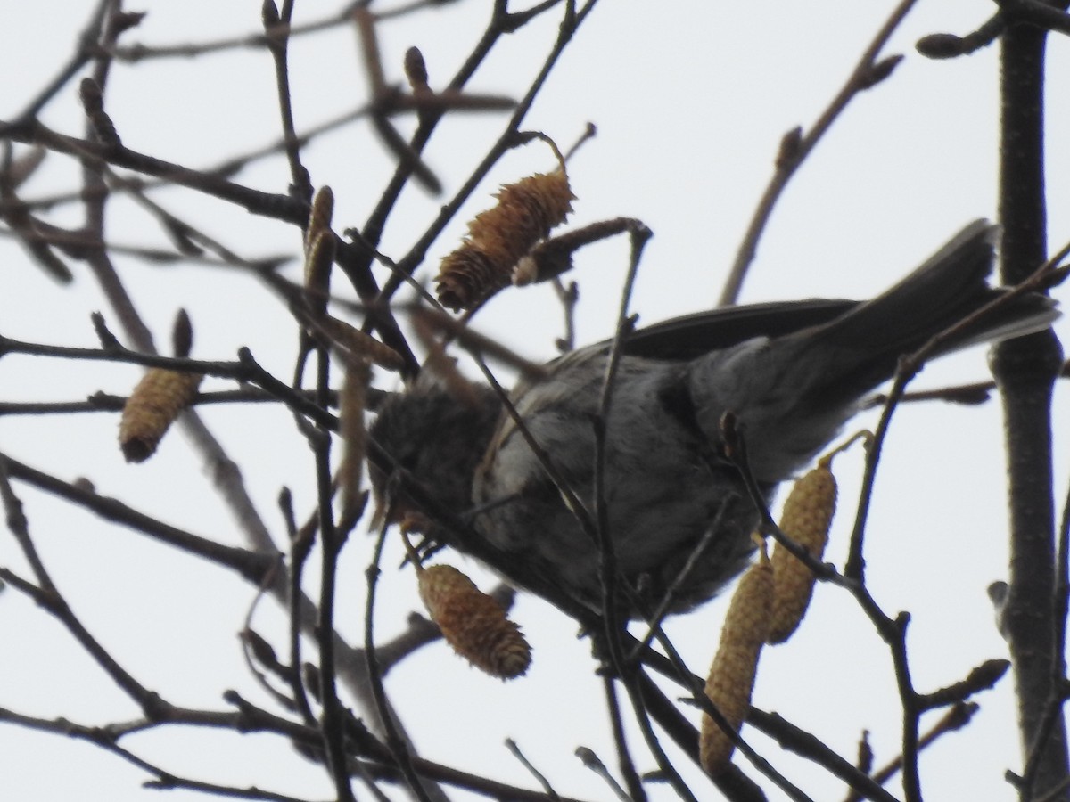 Redpoll (Common) - ML644799460