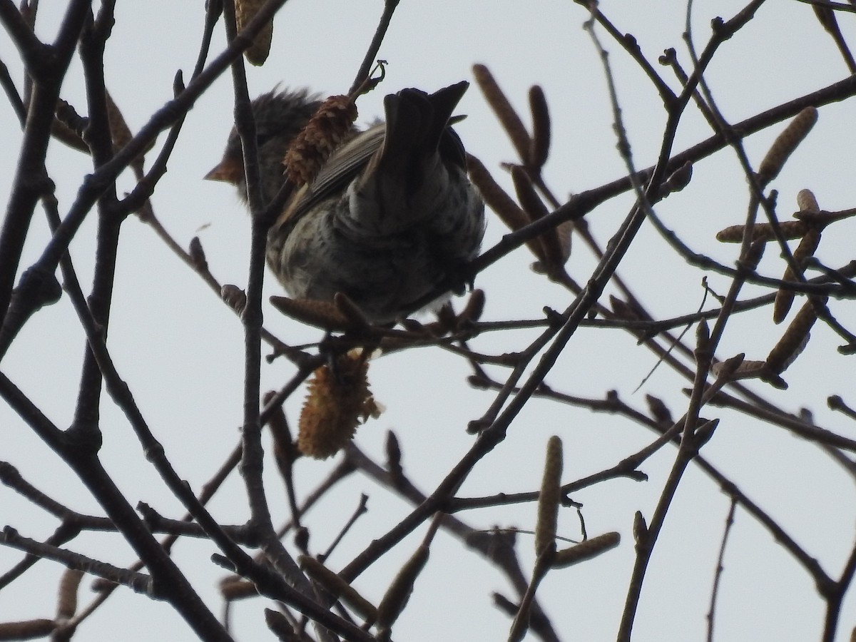 Redpoll (Common) - ML644799461