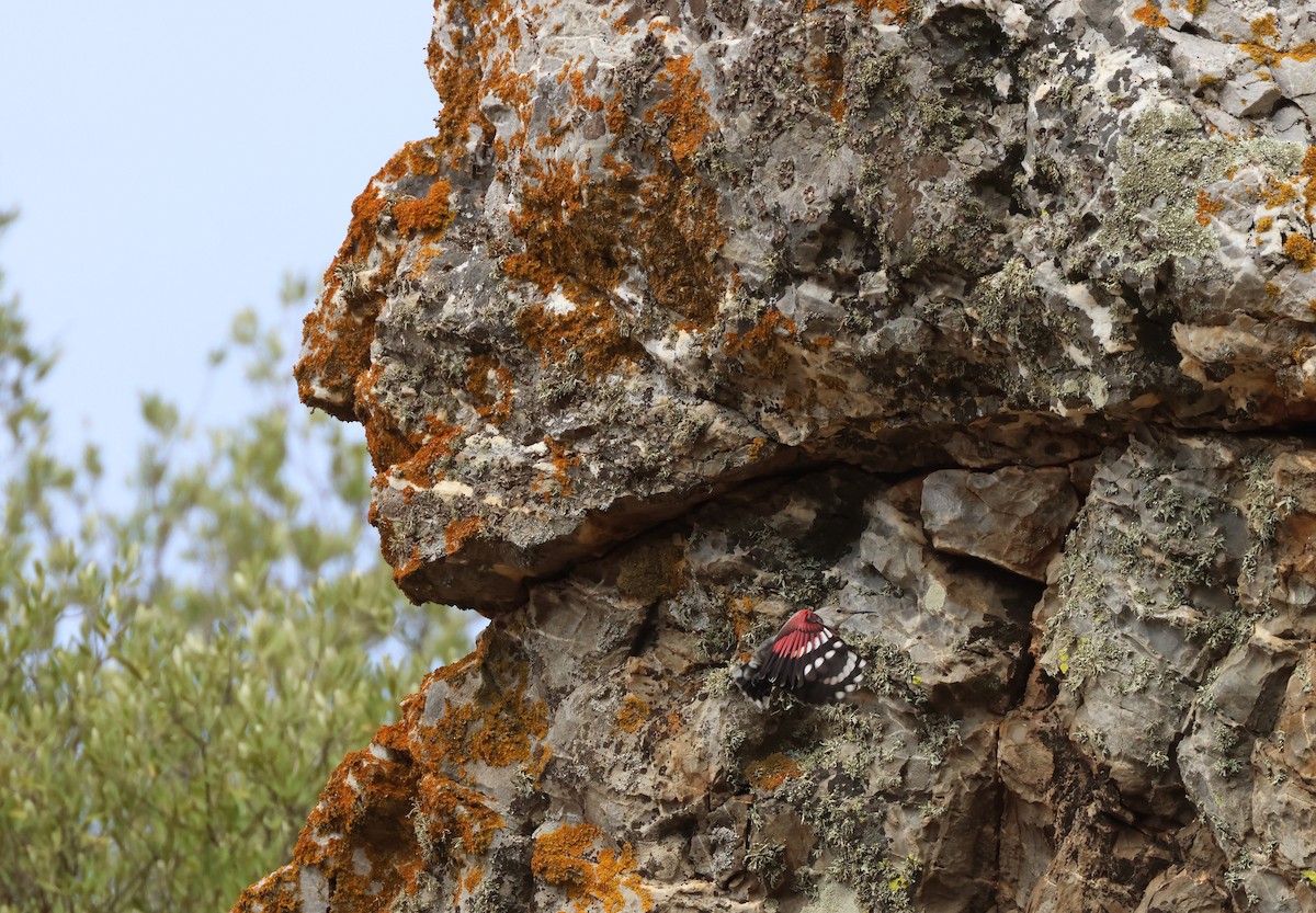 Wallcreeper - ML644799464