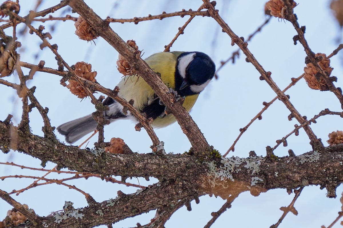 Great Tit - ML644799465